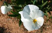 White viola flower