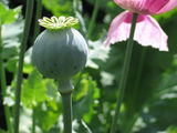 The first individual type of alkaloids, morphine, was isolated in 1804 from poppy (Papaver somniferum).