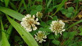 White clover (Trifolium pretens)