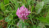 Red clover (Trifolium pratense)