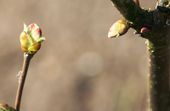 Hazelnut budding in early spring