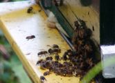 Bees in front of beehive