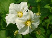 Potato flower white.jpg